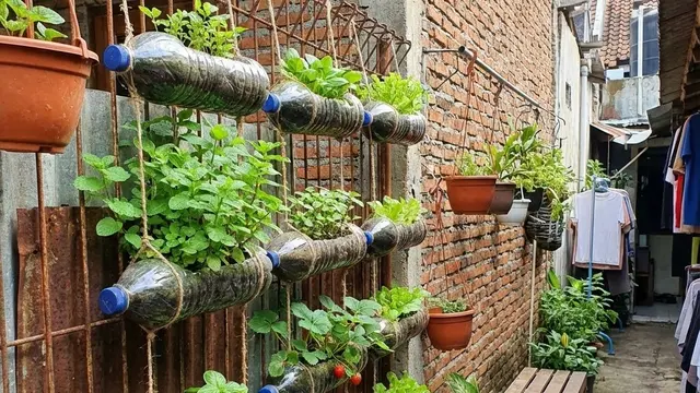 Model Kebun Sayur Rumah Urban Farming