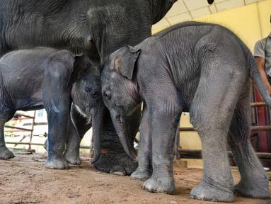 Bayi gajah kembar bermain di samping induknya di Kamp Gajah Wingabaw, wilayah Bago Myanmar, pada 5 September 2024. (Sai Aung MAIN / AFP)