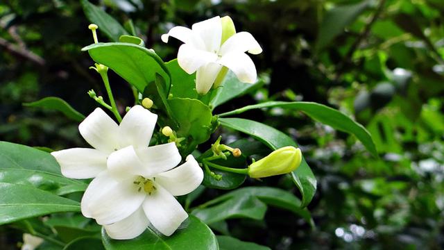 Kenali Beragam Manfaat Sehat Bunga Arabian Jasmine Health Liputan6 Com