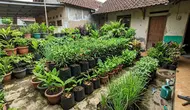 Cara Mengatasi Tanaman Cabai yang Subur tapi Tidak Berbuah, Begini Triknya