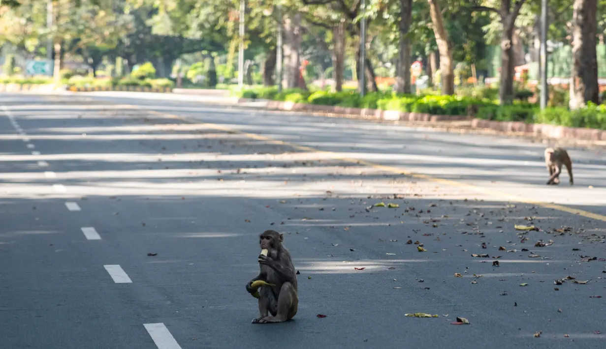 Seekor monyet duduk di tengah jalan raya yang sepi saat lockdown nasional di New Delhi, India (2/4/2020). (AFP/Jewel Samad)