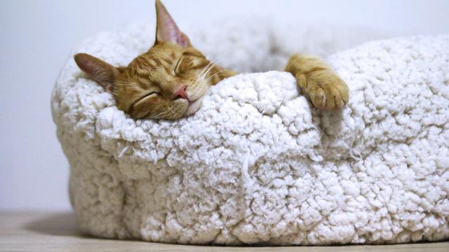 Durasi Tidur Bermacam-Macam. Kucing Dewasa Bisa Tidur Selama 15 Jam, Sedangkan Waktu Tidur Anak Kucing Bisa Sampai 20 Jam Sehari. Ini Alasannya!  (Kredit: pexels.com/cottonbro)