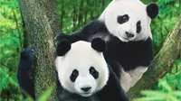 Lingkaran Hitam Mata Panda Ini Tiba-Tiba Berubah Jadi Putih, kenapa?
