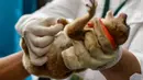 Dokter hewan dan mahasiswa merawat primata Kukang (Nycticebus) setelah operasi amputasi di sebuah fakultas hewan di Banda Aceh, Kamis (9/1/2020). Dua ekor kukang yang diobati itu diserahkan warga Kab. Aceh Besar dan Aceh Tengah dalam kondisi terluka pada mata dan kaki. (CHAIDEER MAHYUDDIN/AFP)
