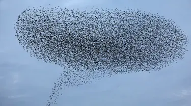 Ribuan burung jalak melakukan migrasi dalam formasi terbang di atas langit lahan pertanian dekat kota Beit Shean di Israel, Kamis (21/12). Fenomena yang dikenal sebagai murmuration biasa terjadi di bulan-bulan musim dingin. (AFP PHOTO/MENAHEM KAHANA)