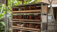 6 Desain Kandang Baterai Ayam Petelur Modal Minim, Solusi Efisien untuk Peternak Pemula