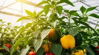 7 Cara Bikin Tanaman Paprika Rajin Berbuah, Cocok untuk Pemula