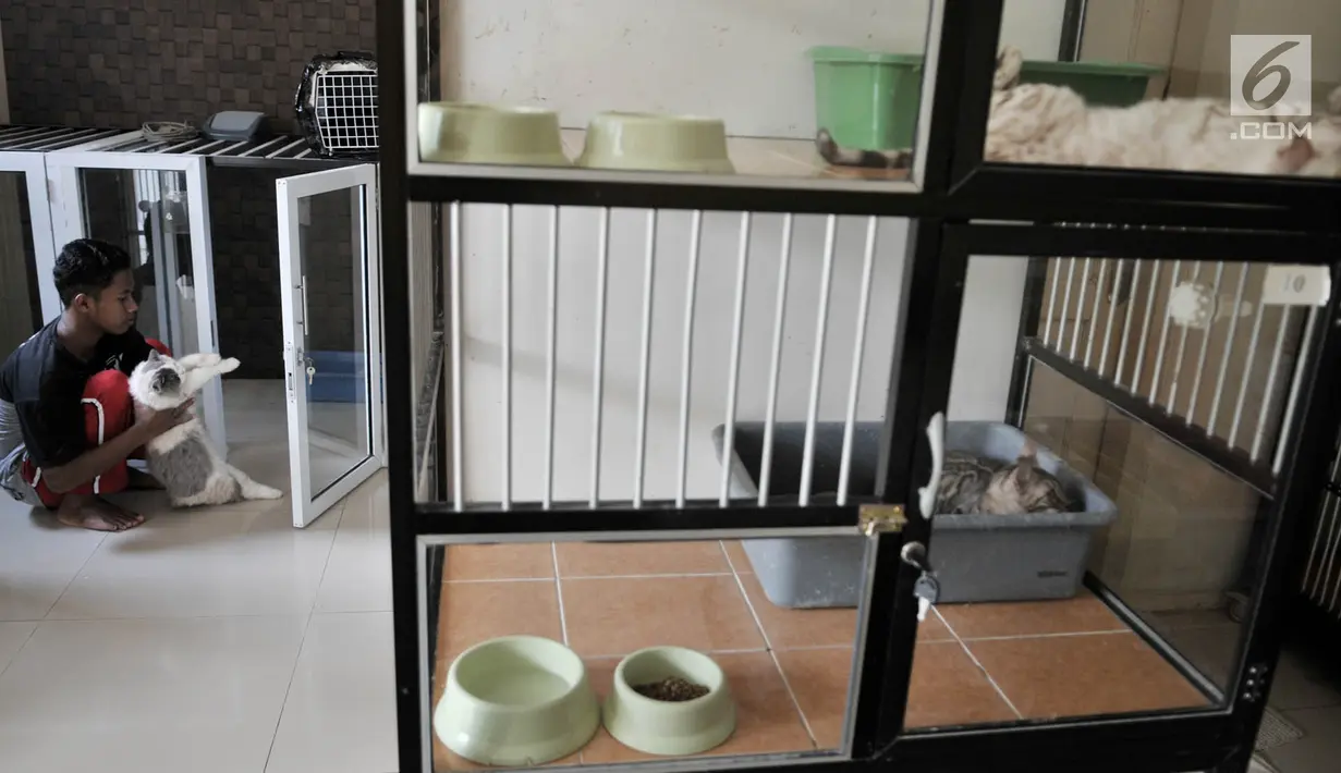 Penjaga hotel atau cat boy memeriksa kucing-kucing peliharaan yang dititipkan di Hotel Kucing Mimo, Jakarta, Rabu (29/5/2019). Hotel Kucing Mimo menawarkan pelayanan yang dijamin membuat kucing kesayangan Anda baik-baik saja saat ditinggal mudik. (merdeka.com/Iqbal Nugroho)