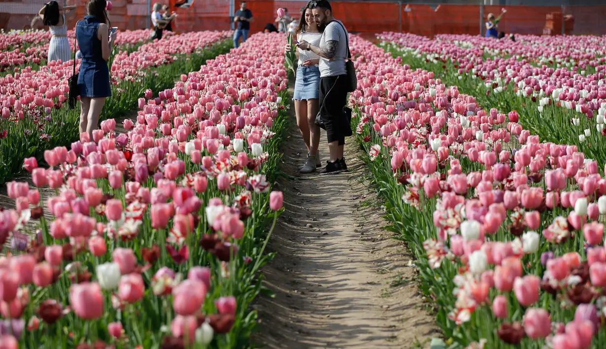 Pengunjung memetik bunga tulip yang ditanam oleh Edwin Koeman dan Nitsuje Wolanios di taman bunga tulip pertama di Cornaredo, Milan, Senin (23/4). Pengunjung boleh membawa pulang bunga ini dengan hanya mengganti 1,5 euro untuk dua tangkai. (AP/Luca Bruno)