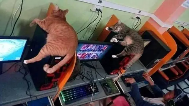 7 Momen Hewan Tertangkap Basah Sedang Bertingkah Aneh