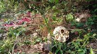 Geger, Warga Temukan Tulang Kerangka Manusia di Lahan Kosong Sukabumi