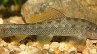 Ilustasi ikan penyedot (Gyrinocheilus aymonieri). (Sumber thinkfish.co.uk)