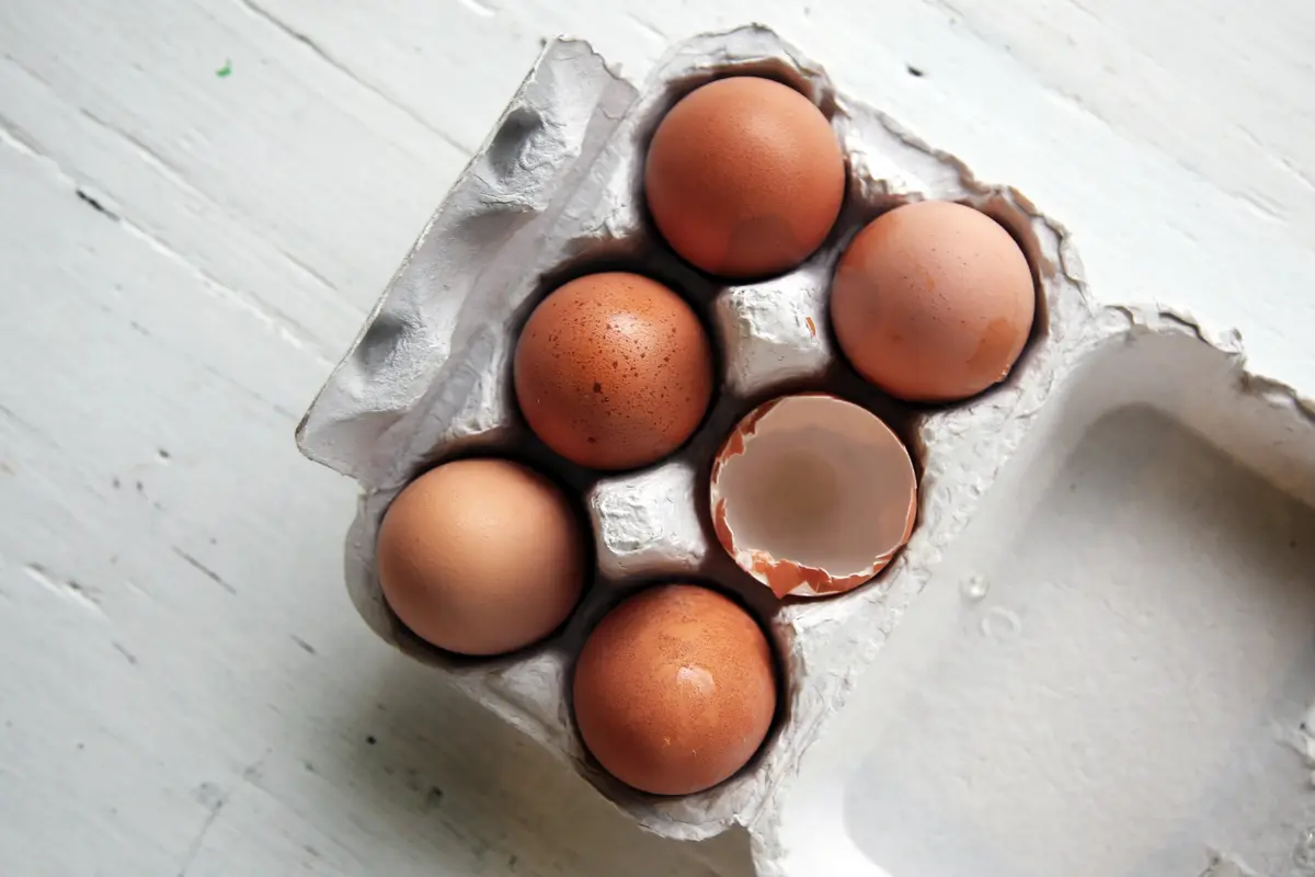 telur ayam