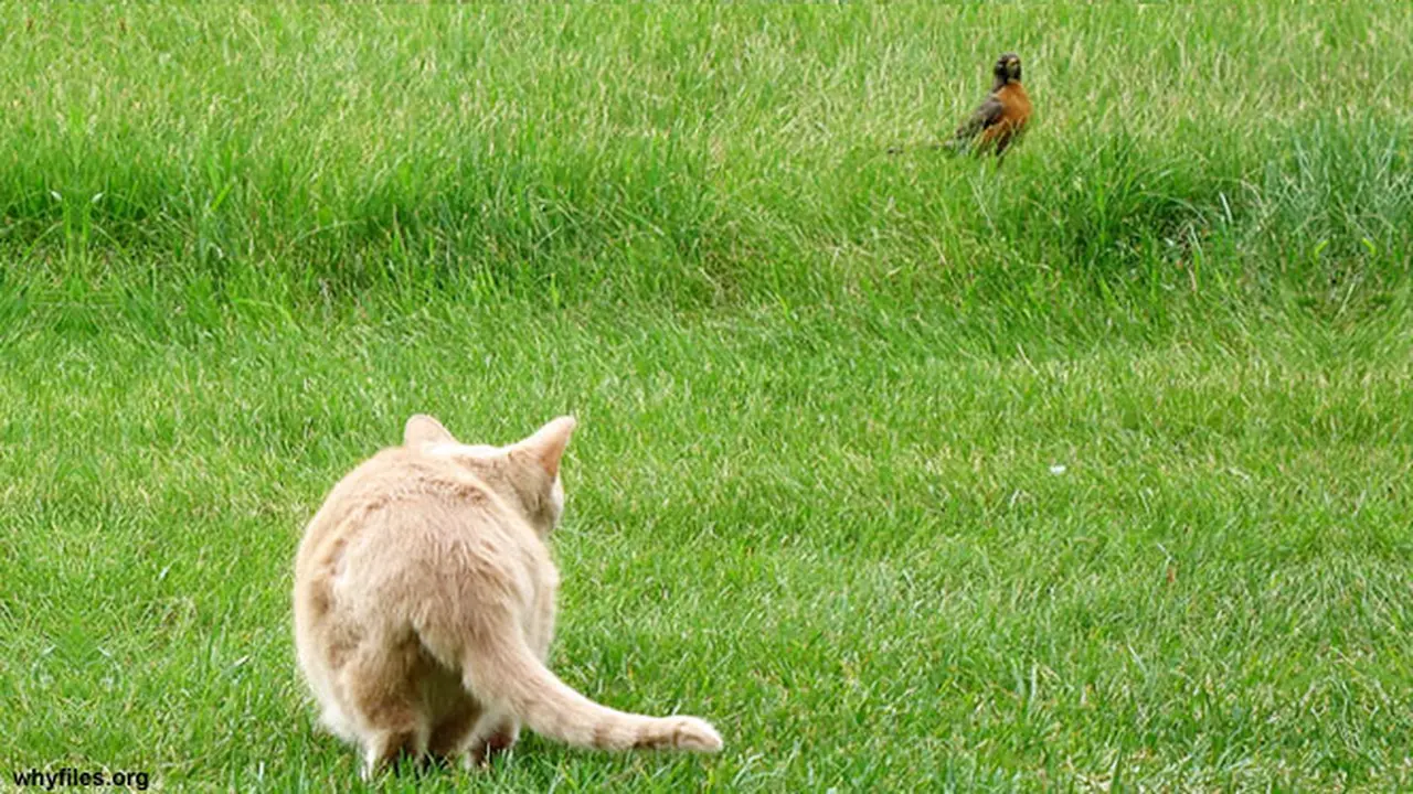 kucing-mangsa130130b.jpg