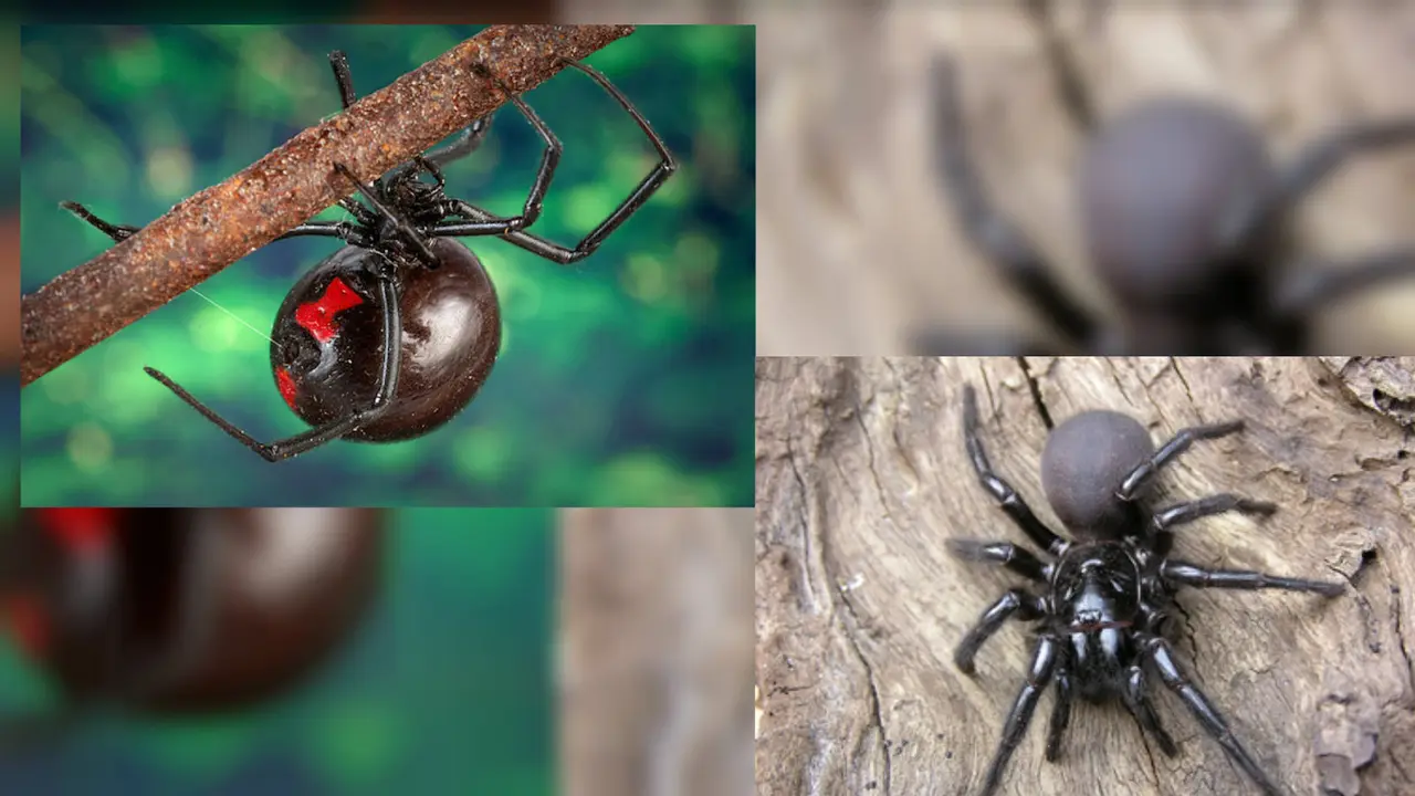 Laba-Laba Black Widow-02
