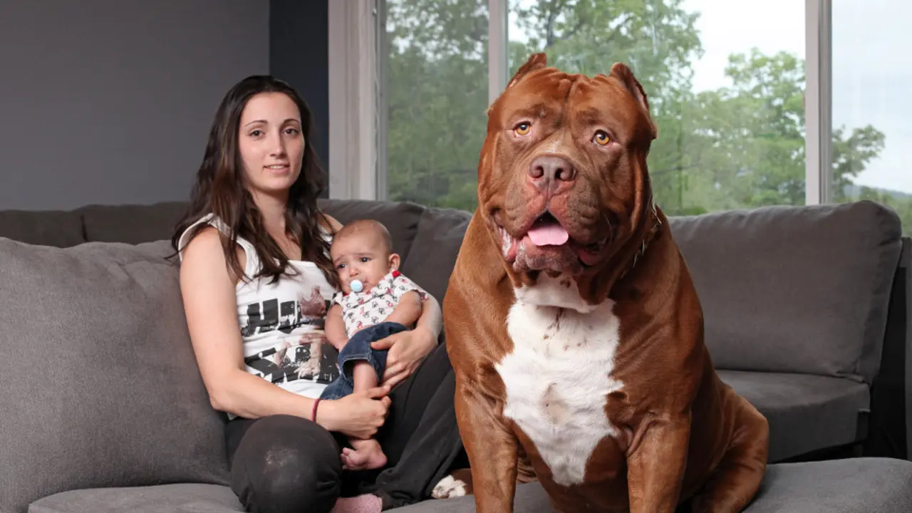 Imutnya, Pitbull Raksasa Jadi Anjing Penjaga dan Pengasuh Bayi