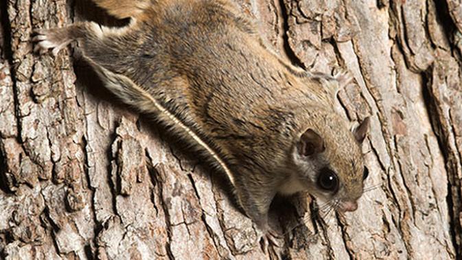 10 Makanan Tupai Terbang Dan Cara Memberikannya Yang Tepat Hot Liputan6 Com