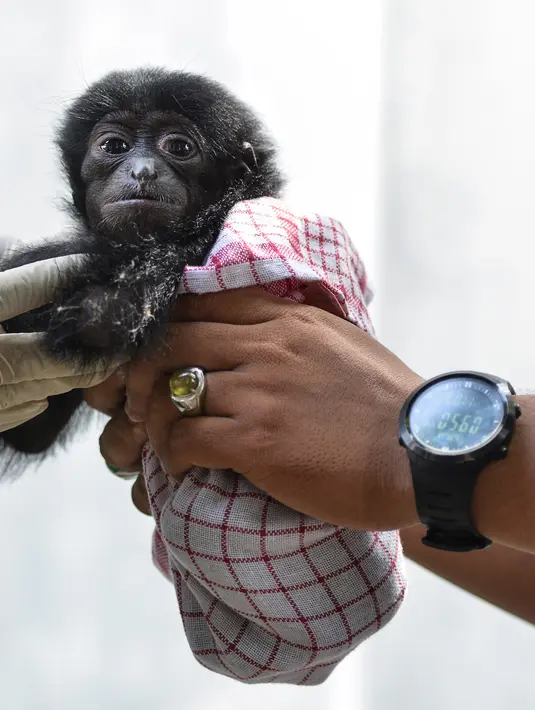 Seekor bayi siamang mendapat perawatan dokter hewan di Balai Konservasi Sumber Daya Alam (BKSDA) Banda Aceh, Aceh, Kamis (1/11). Merawat bayi satwa sama halnya seperti merawat bayi manusia. (CHAIDEER MAHYUDDIN/AFP)