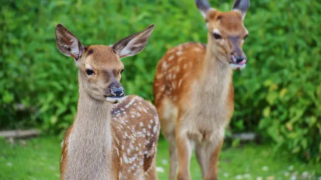 Deer
