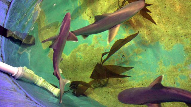Kolam Penuh Ikan Hiu Ditemukan di Basement Sebuah Rumah