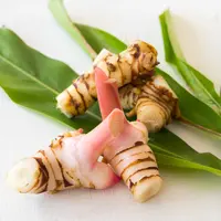 ilustrasi lengkuas/By PHENPHAYOM from Shutterstock