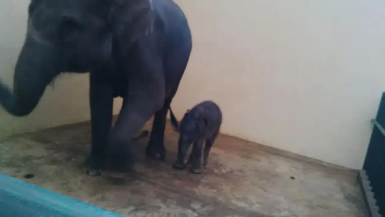 Kelahiran 'Jokowi-Iriana' Jadi Kado Natal Taman Safari