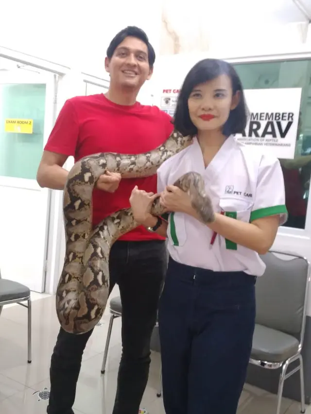 Lucky Hakim memeriksa perkembangan ular peliharaannya yang terkena kanker mulut (ist)