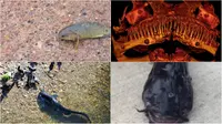 4 Ikan Aneh yang Hebohkan Dunia