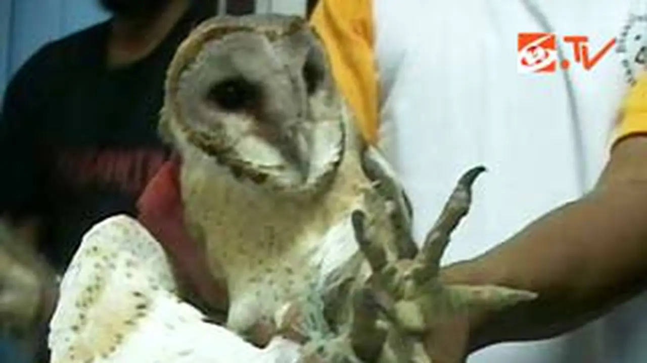 110217bburung-hantu.jpg