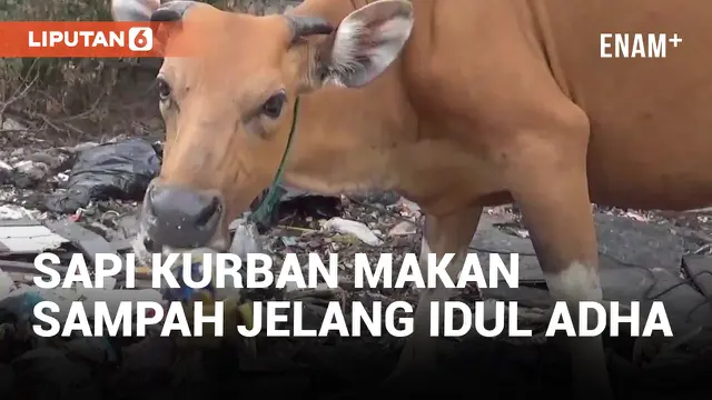 Miris, Puluhan Sapi Kurban Makan Sampah