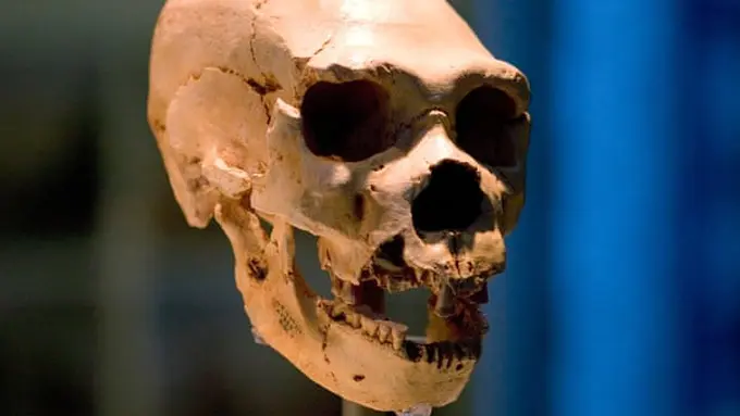Tengkorak Homo neanderthalensis