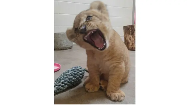 7 Potret Bahati, Bayi Singa yang Jadi Role Model Simba di The Lion King Live Action