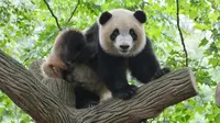 Why Are Giant Pandas Endangered? 4 Main Causes and Its Conservation Efforts