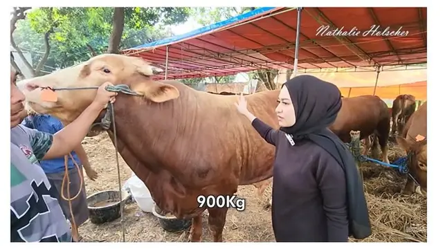 Pertama Kali Berkurban, Ini 9 Potret Nathalie Holscher Cari Hewan Kurban