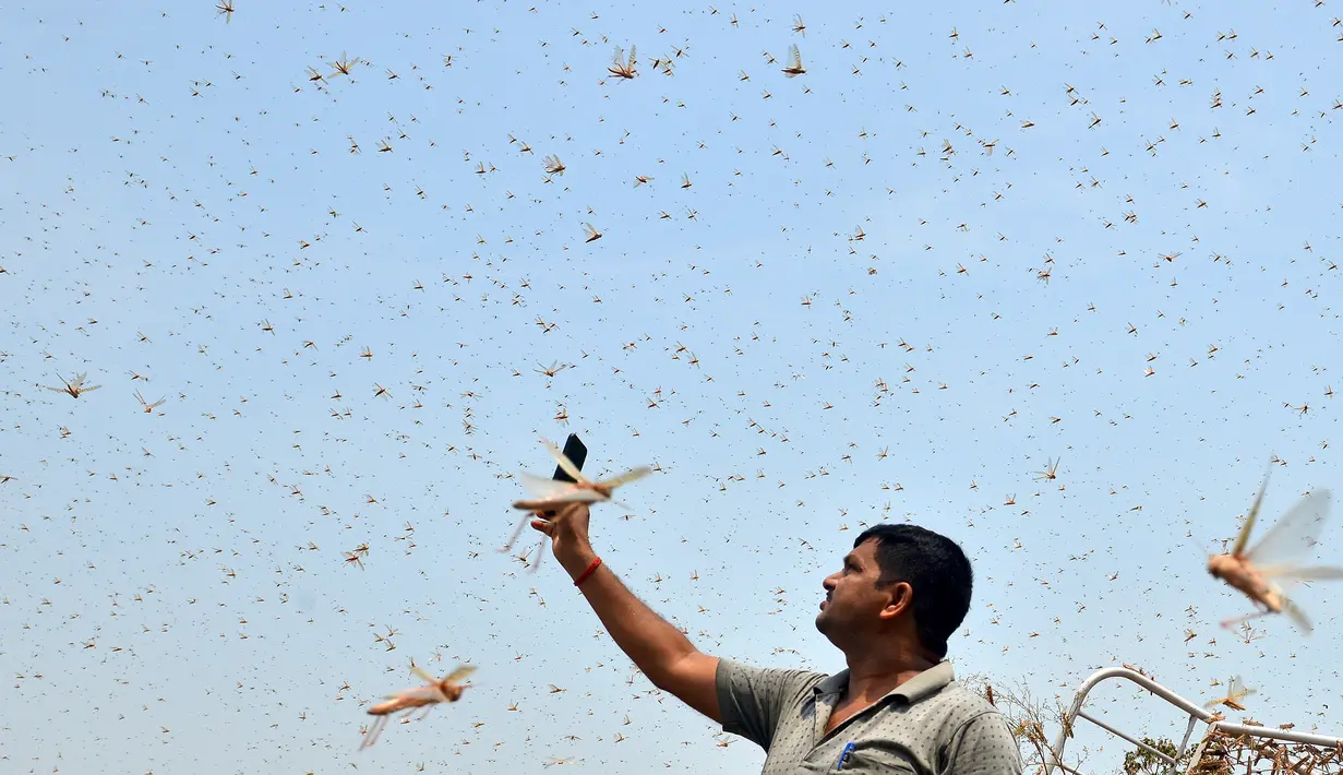 Seorang pria mengambil gambar kawanan belalang di area pemukiman Allahabad, Allahabad, India (11/6/2020). Warga dikejutkan dengan munculnya segerombolan belalang yang menyerbu permukiman di daerah tersebut. (AFP/Sanjay Kanojia)