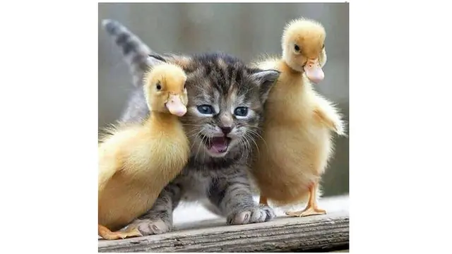 Interaksi Lucu Hewan di Alam Liar (sumber: Instagram/@fantastic.wildlife)
