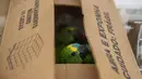Anak burung beo yang ditemukan polisi jalan raya terlihat dalam sebuah kotak di Jundiai, Brasil, Selasa (20/10/2020). Burung beo itu dijejalkan dalam kotak kayu di bagasi mobil. (AP Photo/Andre Penner)