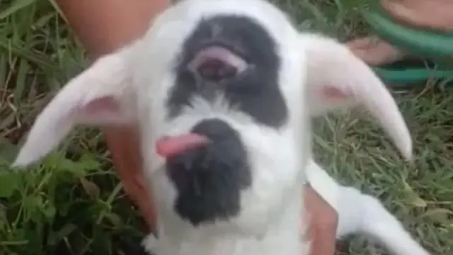 Seekor anak domba jantan bermata satu tanda hidung, dengan tanduk satu yang menghebohkan masyarakat Kampung Kubang Salaweyang Desa Jagabaya Kecamatan Mekarmukti, Garut, Jawa Barat. (Liputan6.com/Jayadi Supriadin)