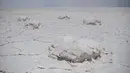 Pemandangan Salar de Uyuni, dataran garam terbesar di dunia, di Uyuni, Bolivia, pada 7 November 2020. Dikenal sebagai dataran garam terluas di dunia karena Salar de Uyuni memiliki luas sekitar 4.086 kilometer persegi. (RONALDO SCHEMIDT/AFP)