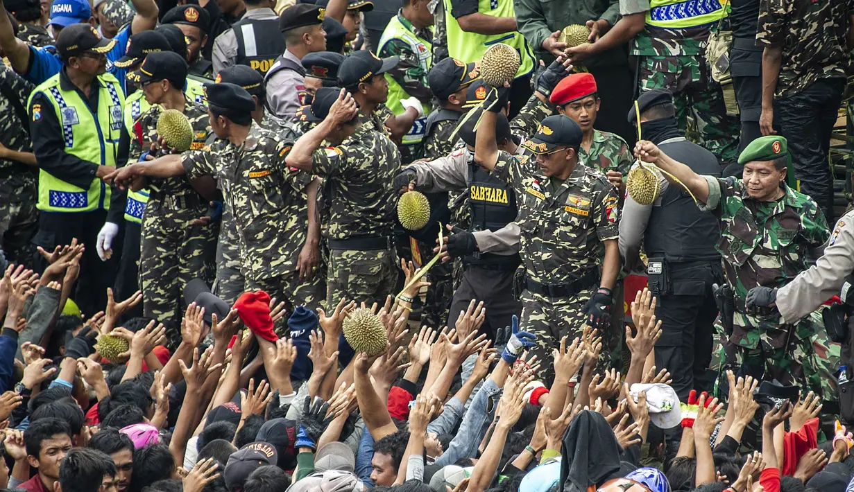 Pengunjung berebut durian saat festival Kenduren di Jombang, Jawa Timur, Minggu (3/3). Festival Kenduren tersebut merupakan acara tahunan yang digelar setiap memasuki musim panen durian sebagai bentuk syukur petani kepada Tuhan. (Juni Kriswanto/AFP)