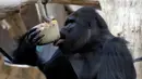 Seekor gorila dataran rendah, Richard, sedang menjilati es krim di Kebun Binatang Praha, Republik Ceko, Senin (6/8). Pengelola bonbin memberikan es krim dari buah-buahan agar binatangnya tidak tersiksa selama gelombang panas. (AP/Petr David Josek)