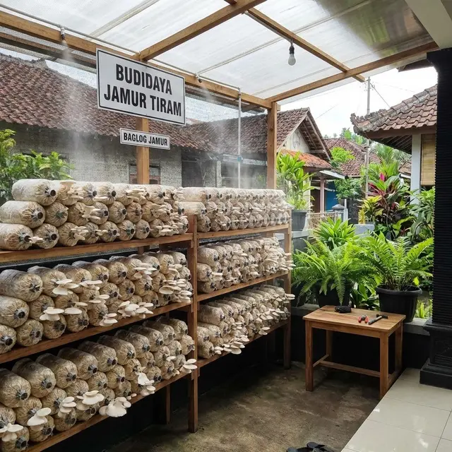Ide Kebun Sayur di Rumah Modal Rp 100 Ribuan