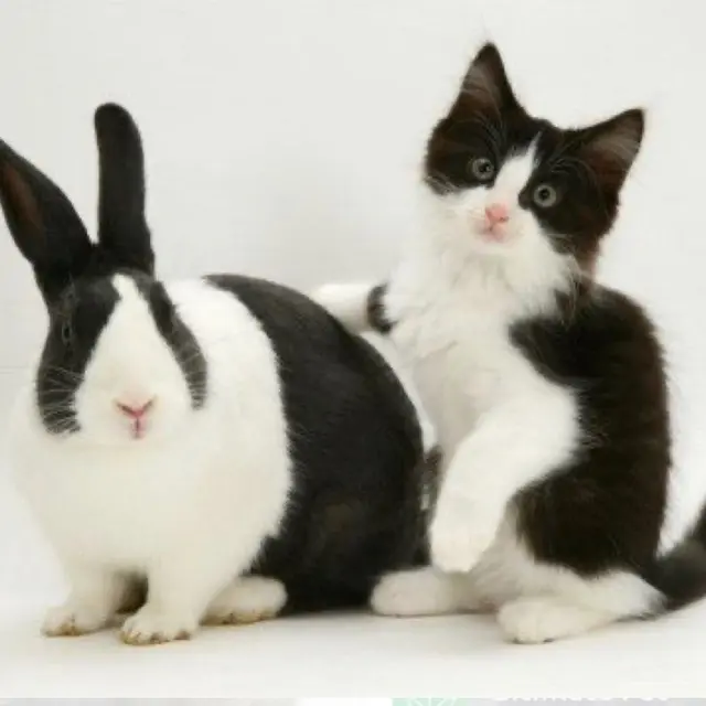 6 Potret Anak Kucing Salah Kira Induk Ini Kocak, Krisis Identitas