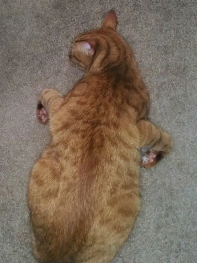 10 Gaya Nyeleneh Kucing Ini Bikin Geleng-Geleng Kepala