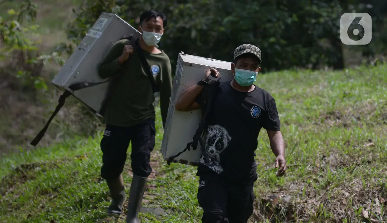 Penjaga satwa saat akan melepasliarkan Kukang Jawa (Nycticebus javaicus) di kawasan Taman Nasional Halimun Salak (TNGHS), Jawa Barat, Sabtu (6/11/2021). Yayasan Inisiasi Alam Rehabilitasi Indonesia (YIARI) bersama TNGHS melepasliarkan 10 ekor Kukang Jawa ke habitat asalnya. (merdeka.com/Imam Buhori)