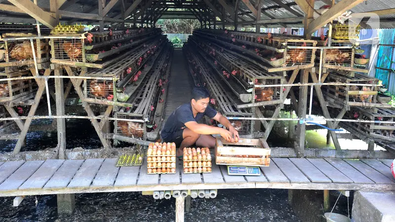 harga telur ayam di tingkat peternak