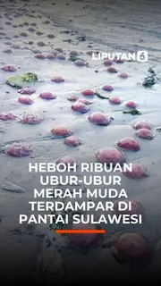 Heboh Ribuan Ubur-Ubur Merah Muda Terdampar di Pantai Sulawesi