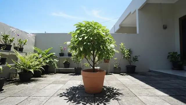 Cara Mengerdilkan Pohon Matoa agar Berbuah di Pot