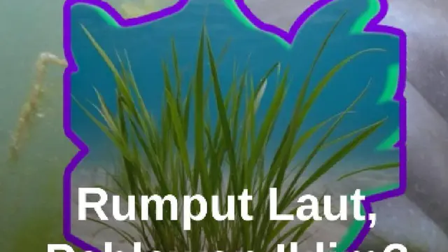 Peran Rumput Laut dalam Menyerap Karbon dan Ancaman yang Dihadapi #Merdekadotcom #Mdkdw26