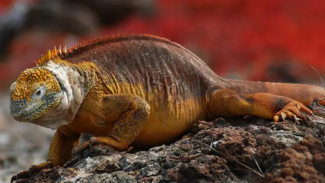 Hewan Galapagos